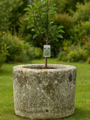 Circular Antique Stone Feature | Timeless Garden and Terrace Element