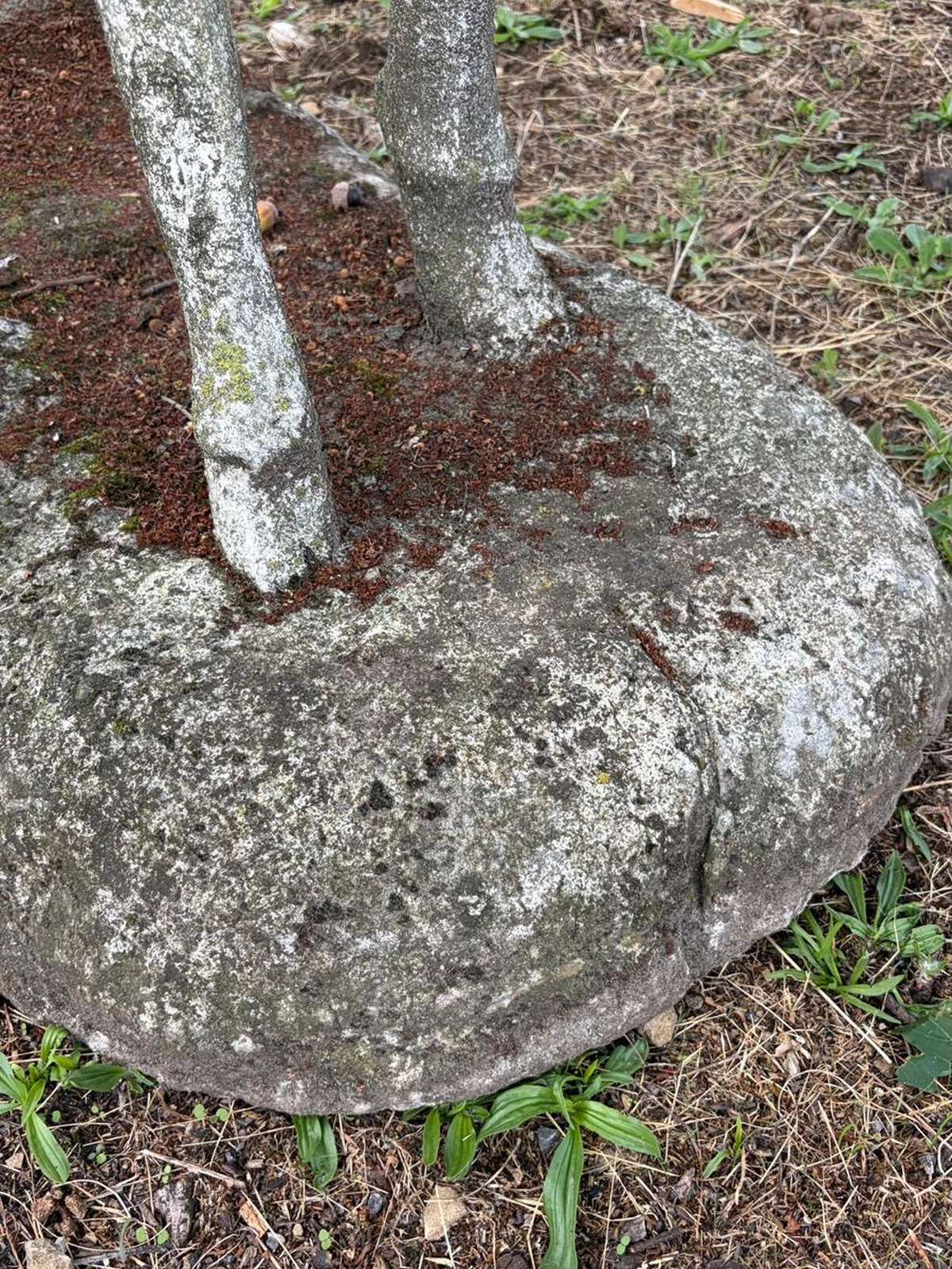 Antique reconstituted stone stag circa 1930