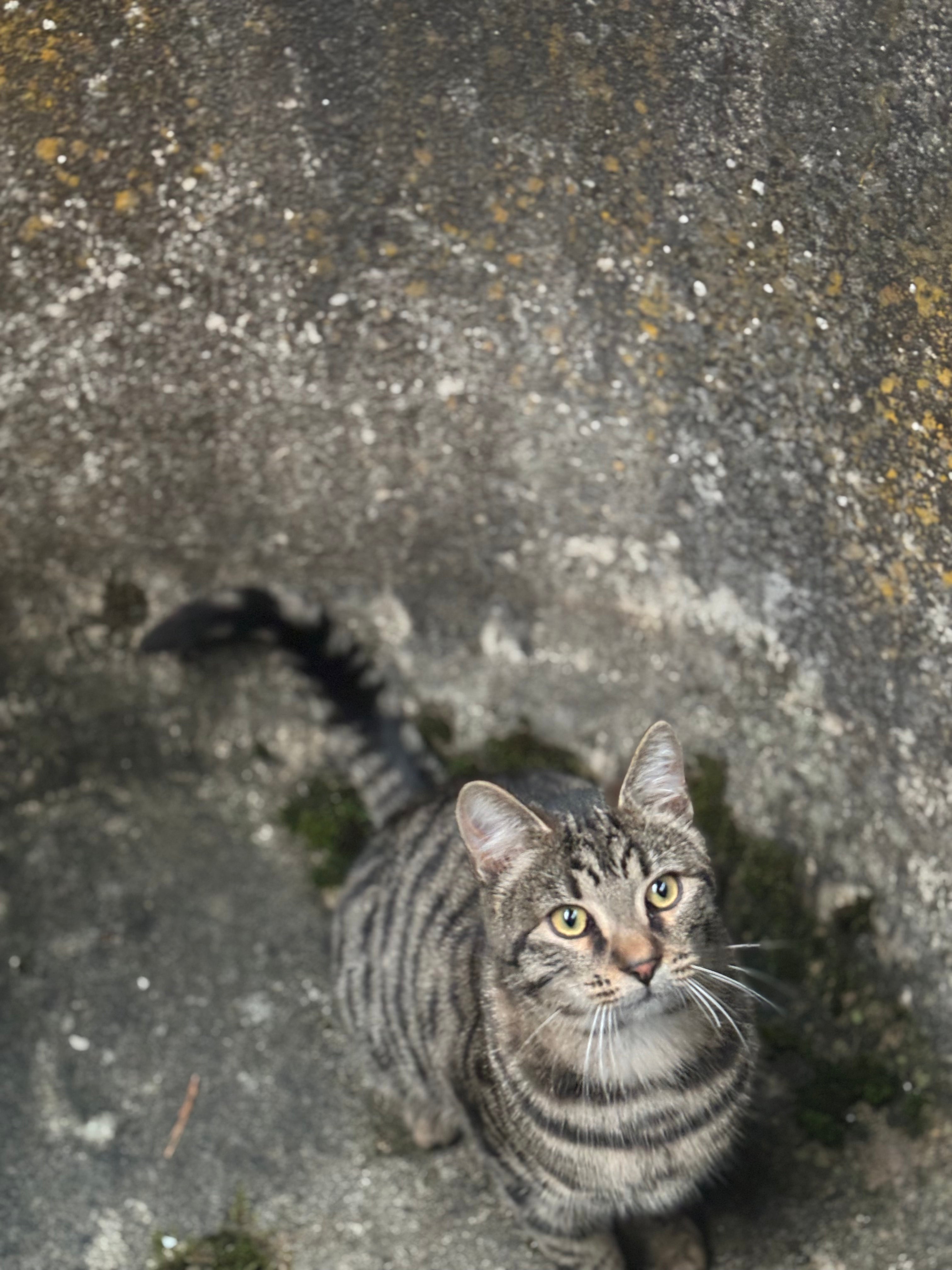 Antique Round Stone Trough