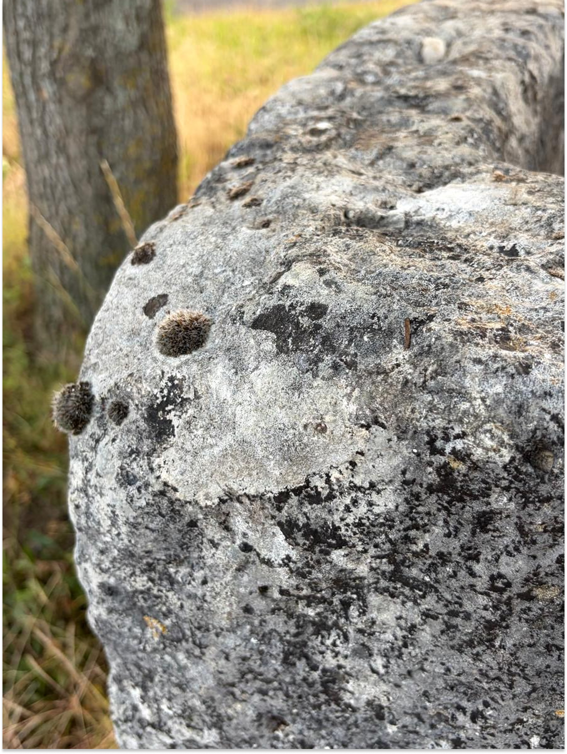 Reclaimed stone garden basin from Angoulême France
