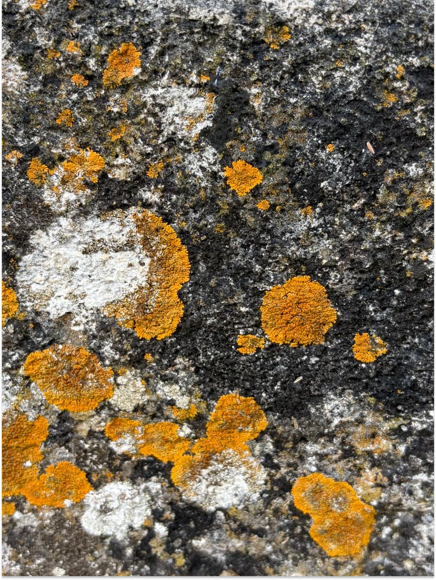 Splendid Stone Trough • Circa 18th Century